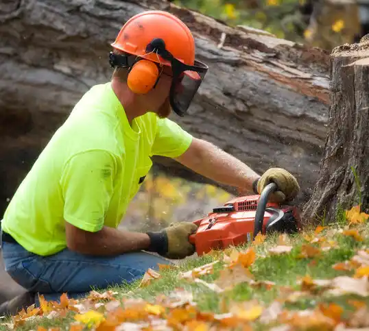 tree services Westland